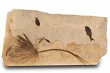 Outstanding, Fossil Palm and Fish Mural - Green River Formation #306521-3